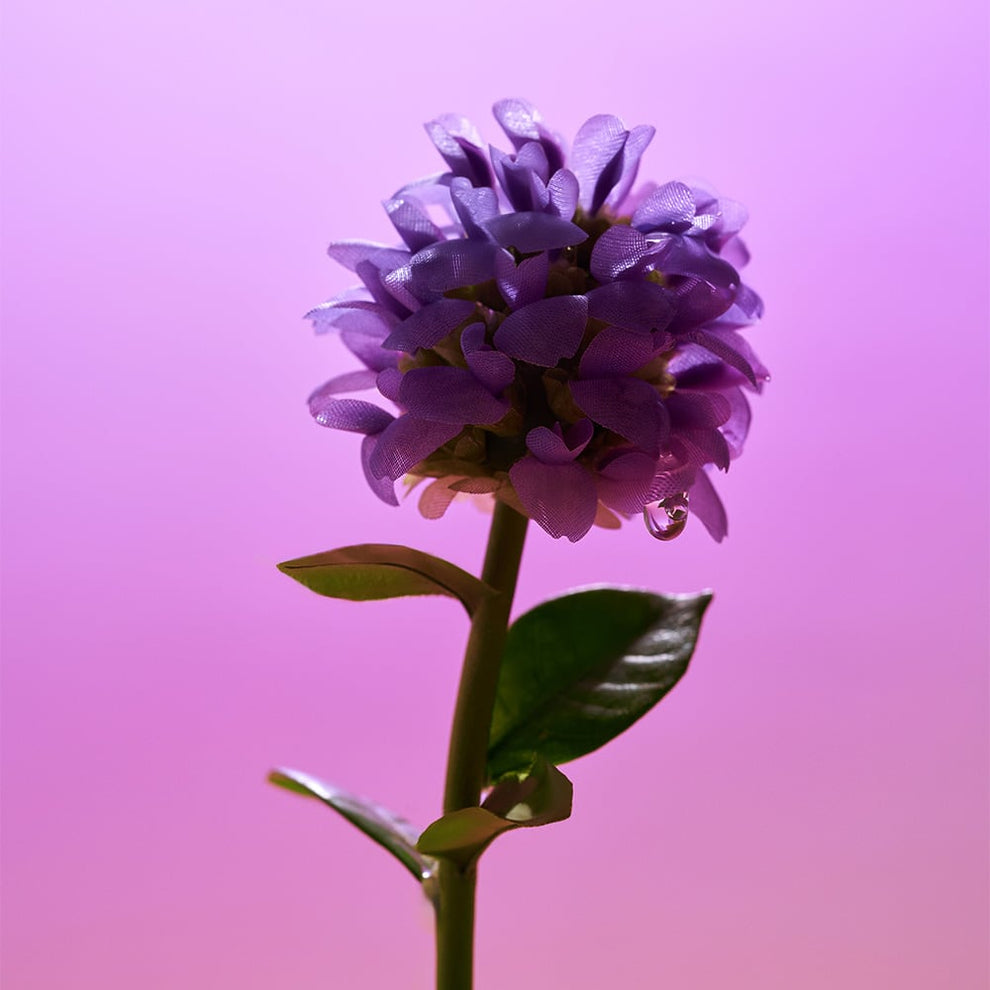 EqqualBerry Bakuchiol Plumping Serum